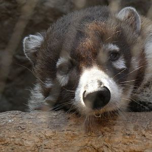 Coati, The Sonoran Desert, Desert Dome - Jun. 2021