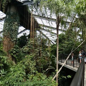 Lied Jungle - Jun. 2021