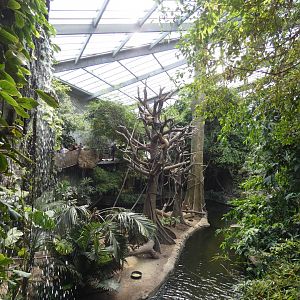 White Handed Gibbon Exhibit, Tropical Asia, Lied Jungle - Jun. 2021