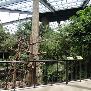 Howler Monkey & Wolf's Guenon Exhibit, Africa, Lied Jungle - Jun. 2021