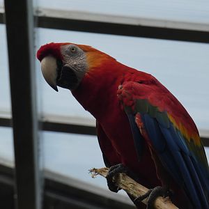 Scarlet Macaw, South America, Lied Jungle - Jun. 2021