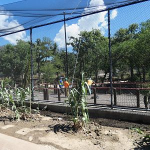 Simmons Aviary (Under Construction) - Jun. 2021