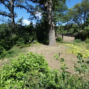 White-naped Crane Exhibit, Asian Highlands - Jun. 2021