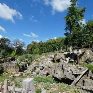 Takin and Long Tailed Goral Exhibit, Asian Highlands - Jun. 2021