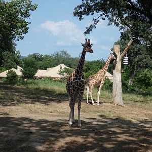 Reticulated Giraffe, African Grasslands - Jun. 2021
