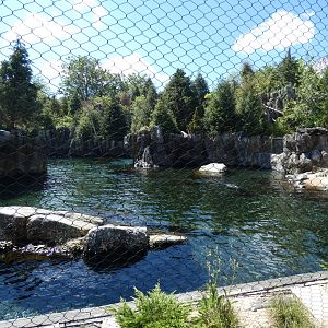 Sea Lion Shores - Jun. 2021