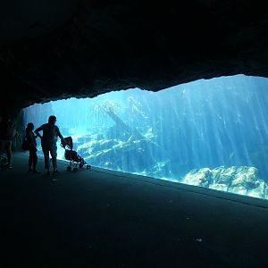 Sea Lion Shores - Jun. 2021