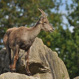 Alpine ibex (Capra ibex)
