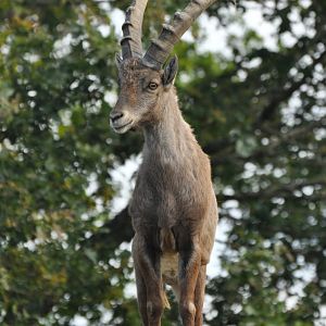 Alpine ibex (Capra ibex)