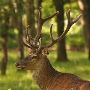Red deer (Cervus elaphus)