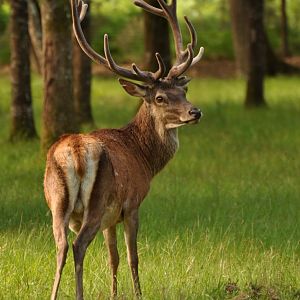 Red deer (Cervus elaphus)
