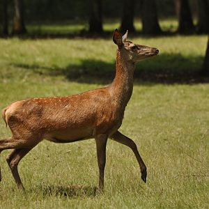 Red deer (Cervus elaphus)