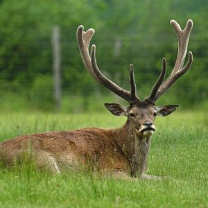 Red deer (Cervus elaphus)