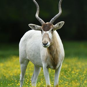 Addax (Addax nasomaculatus)