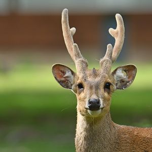 Indian hog deer (Hyelaphus porcinus)
