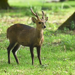 Indian hog deer (Hyelaphus porcinus)