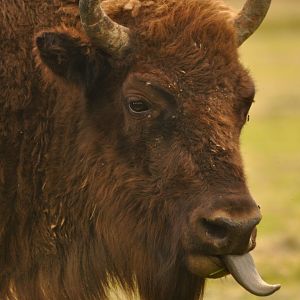 European bison (Bison bonasus)