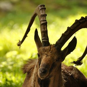 Nubian ibex (Capra nubiana)