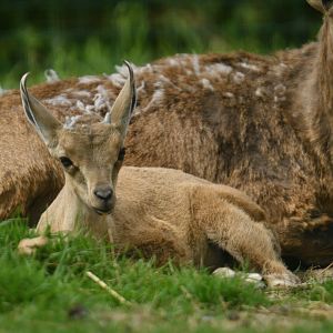 Nubian ibex (Capra nubiana)