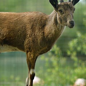 Nubian ibex (Capra nubiana)