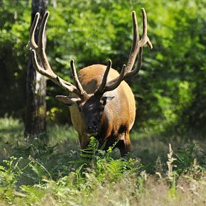 Rockies elk (Cervus canadensis)