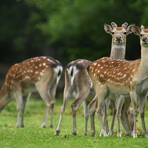 Dybowski's sika deer (Cervus nippon dybowskii )