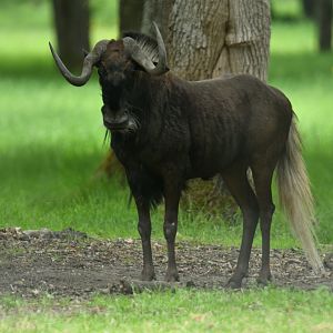 Black wildebeest (Connochaetes gnou)