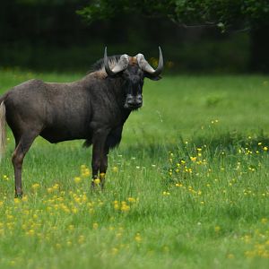 Black wildebeest (Connochaetes gnou)