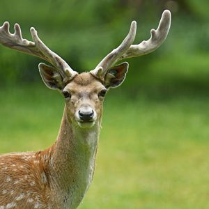 Persian fallow deer (Dama mesopotamica)