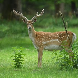 Persian fallow deer (Dama mesopotamica)