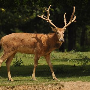 Père David's deer (Elaphurus davidianus)
