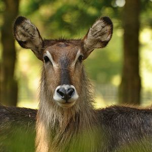 Common waterbuck (Kobus ellipsiprymnus ellipsiprymnus)