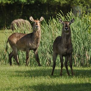 Common waterbuck (Kobus ellipsiprymnus ellipsiprymnus)