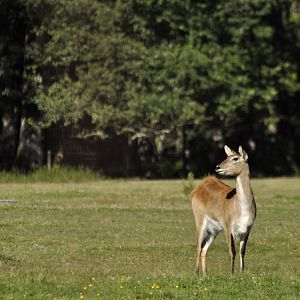 Red lechwe (Kobus leche leche)