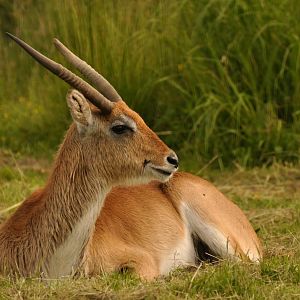 Red lechwe (Kobus leche leche)