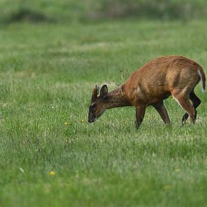 Barking deer (Muntiacus muntjak)