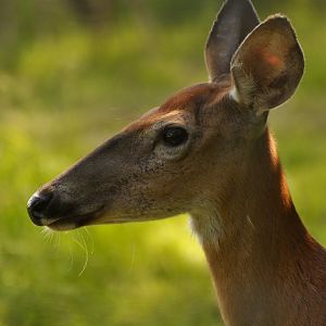 Northern white tailed deer (Odocoileus virginianus borealis)