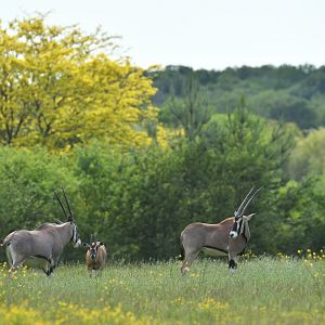 Beisa oryx  (Oryx beisa)