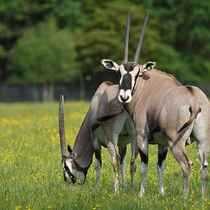 Beisa oryx  (Oryx beisa)
