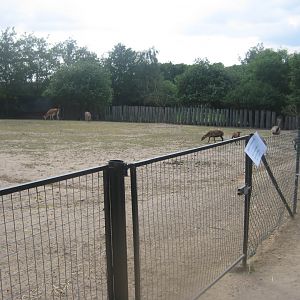 Munkholm Zoo - "The llama field"