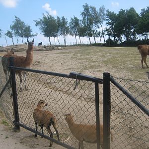 Munkholm Zoo - "The llama field"