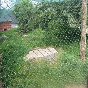 Munkholm Zoo - Lynx exhibit