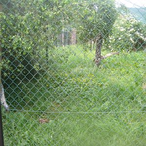 Munkholm Zoo - Serval exhibit #2