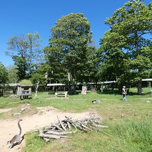 Lemur walk-through (2)