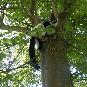 Black-and-white ruffed lemur