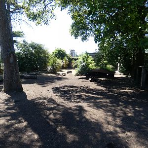 Kune-kune pig enclosure