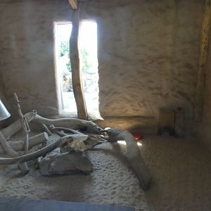 Meerkat indoor enclosure