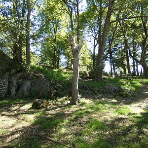 Black-nose sheep enclosure