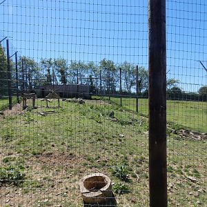 Visayan warty pig enclosure