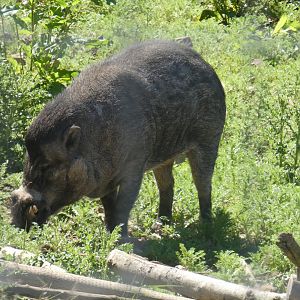 Visayan warty pig